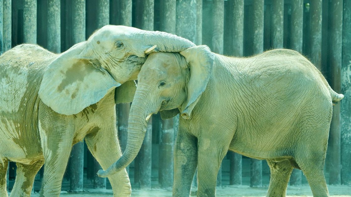 Two elephants leaning their heads together in a zoo enclosure